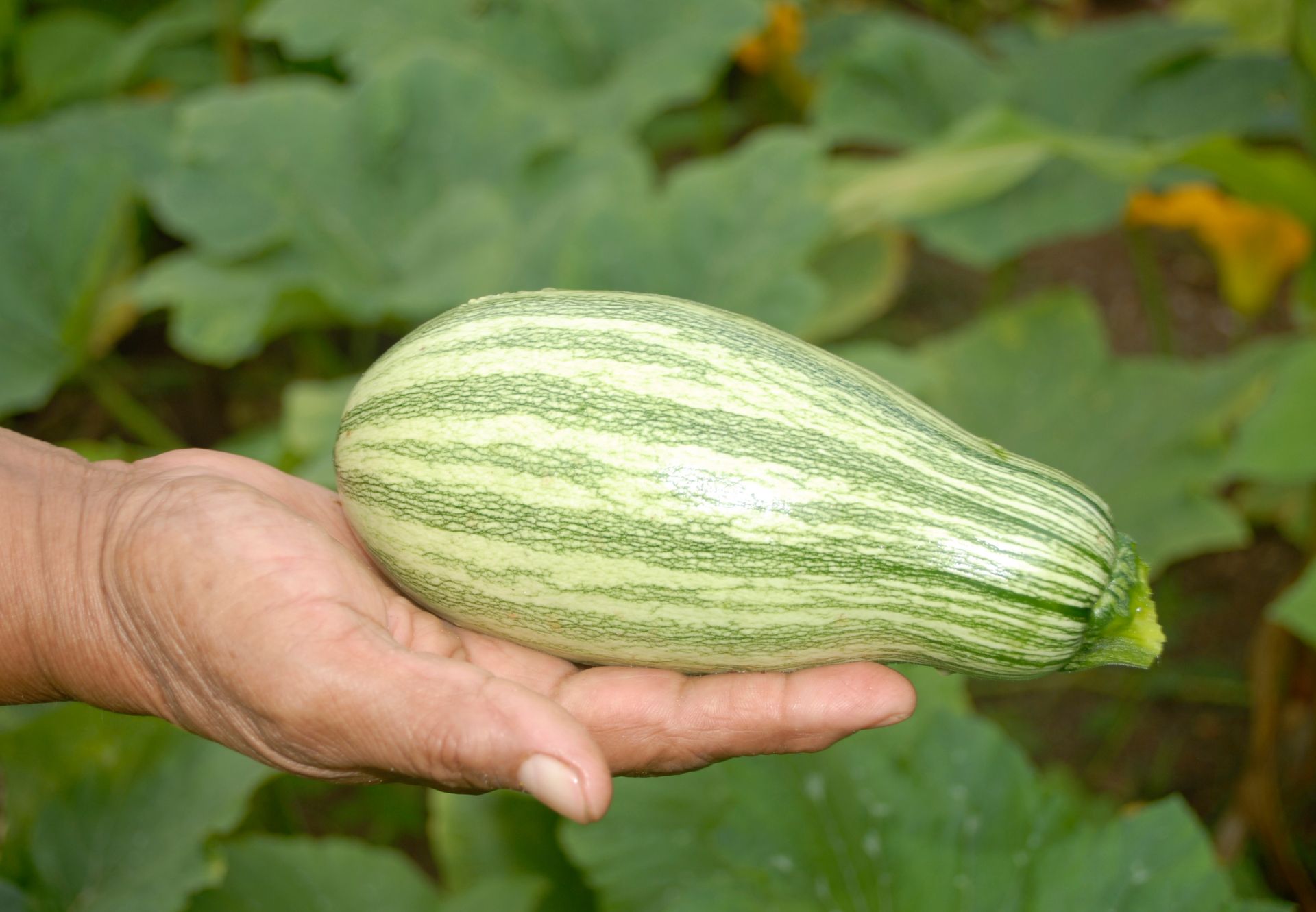 Calabazas del Tajo Calabazas enteras y procesadas de calidad extra